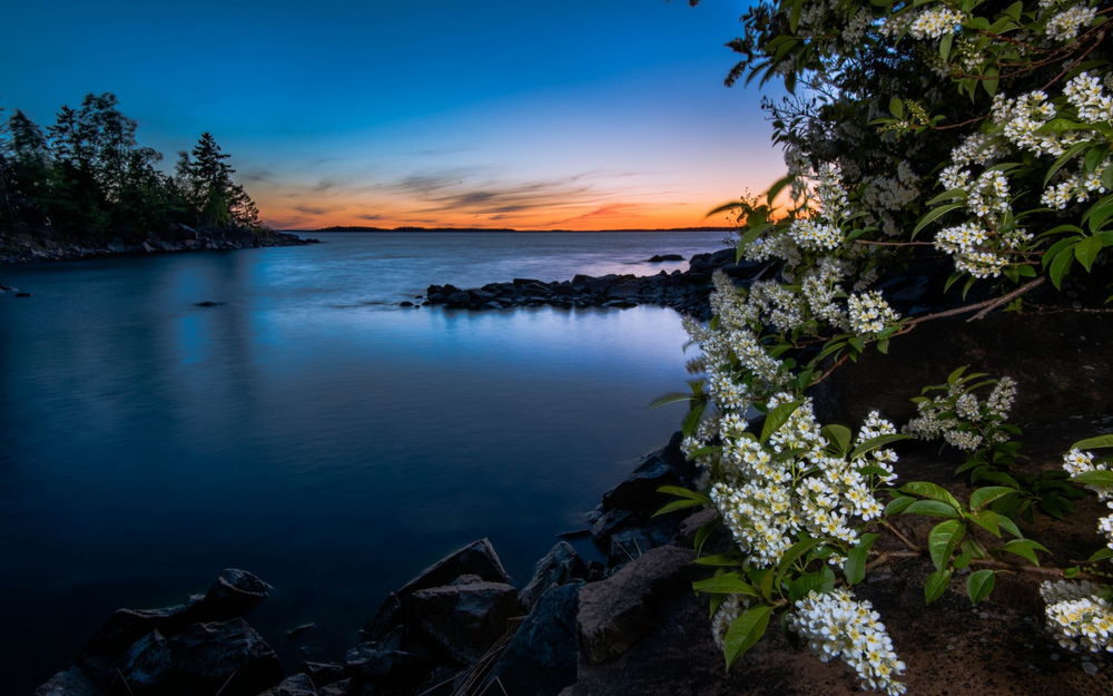 Обои для рабочего стола Белая черемуха, цветущая весной на каменистом берегу озера на фоне заката