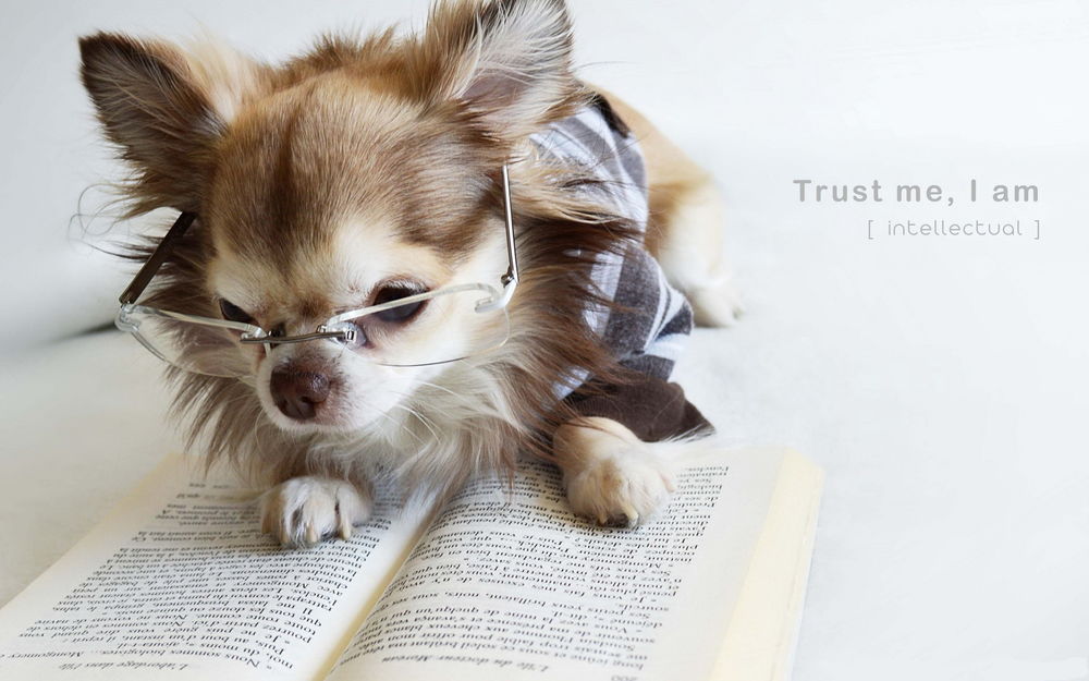 Обои для рабочего стола Собака породы Чихуахуа / Chihuahua с надетыми на глаза очками внимательно смотрит на страницу открытой книги Trust me, I am (intellectuol / Поверьте мне, я интеллектуально