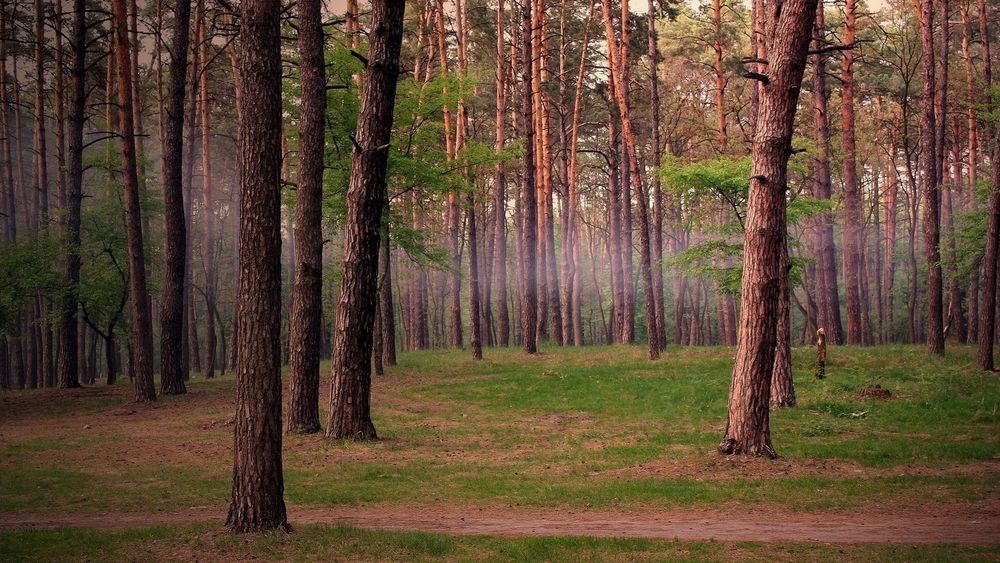 Фон тропа в лесу