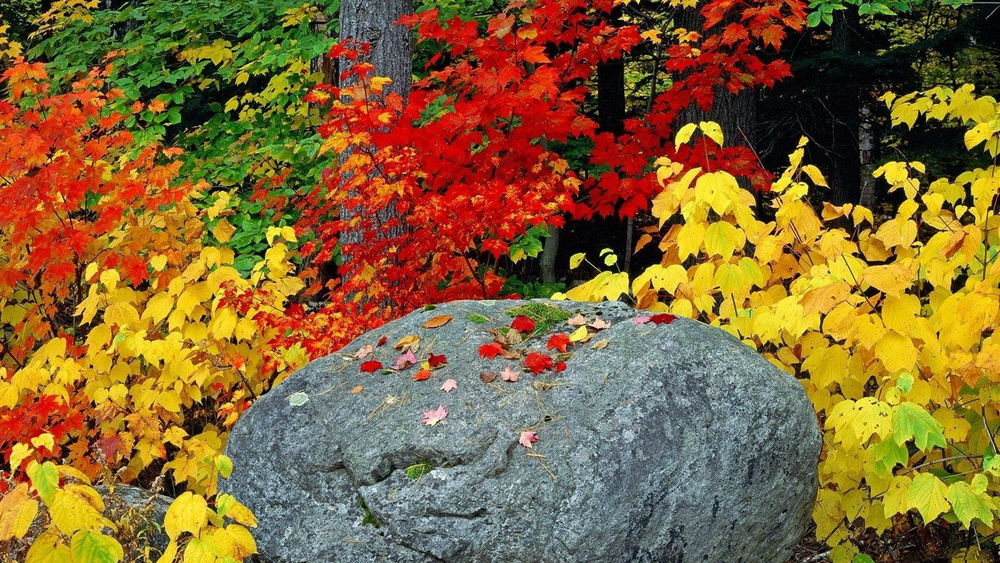 Обои для рабочего стола Каменный валун в окружении кустов с багряными и желтыми осенними листьями