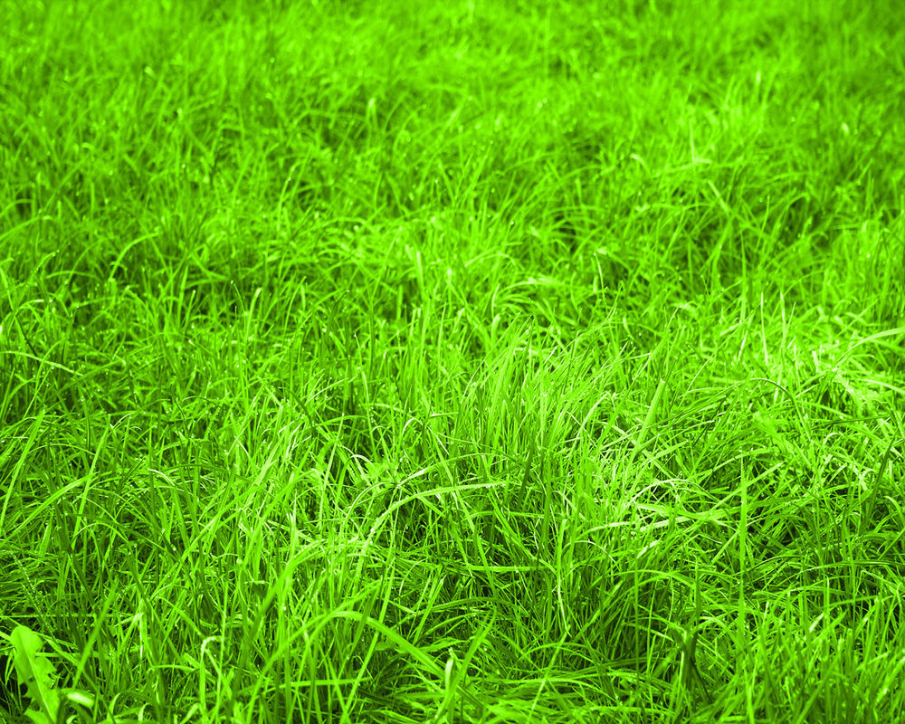 Зеленая травка фото