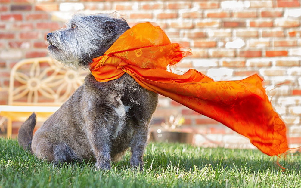 Обои для рабочего стола Собака породы цвергшнауцер с оранжевым шарфом на шее, сидящая на зеленой траве возле кирпичной стены