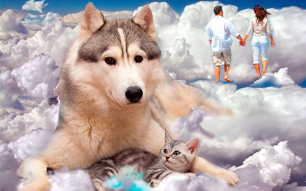 Обои для рабочего стола Белый волк обнимает котенка, на фоне идущей по облакам влюбленной пары
