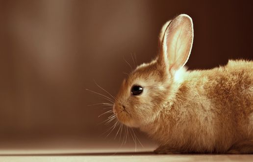 Обои на рабочий стол Рыжий кролик