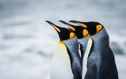 Обои на рабочий стол Королевские пингвины, Антарктика / Antarctica