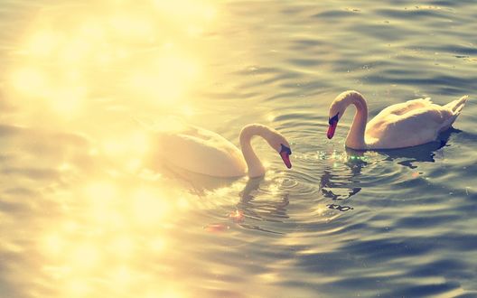 Обои на рабочий стол Два лебедя плавают в воде в солнечных лучах