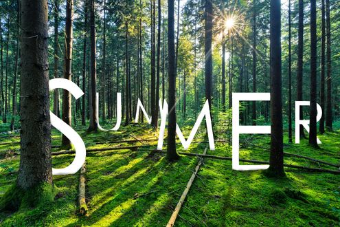 Обои на рабочий стол Слово Summer / Лето среди деревьев в лесу