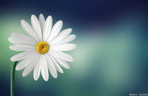 Обои на рабочий стол Ромашка на сине - голубом фоне, фотограф Bess Hamiti
