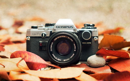 Обои на рабочий стол Фотоаппарат марки OLYMPUS стоит на опавшей листве
