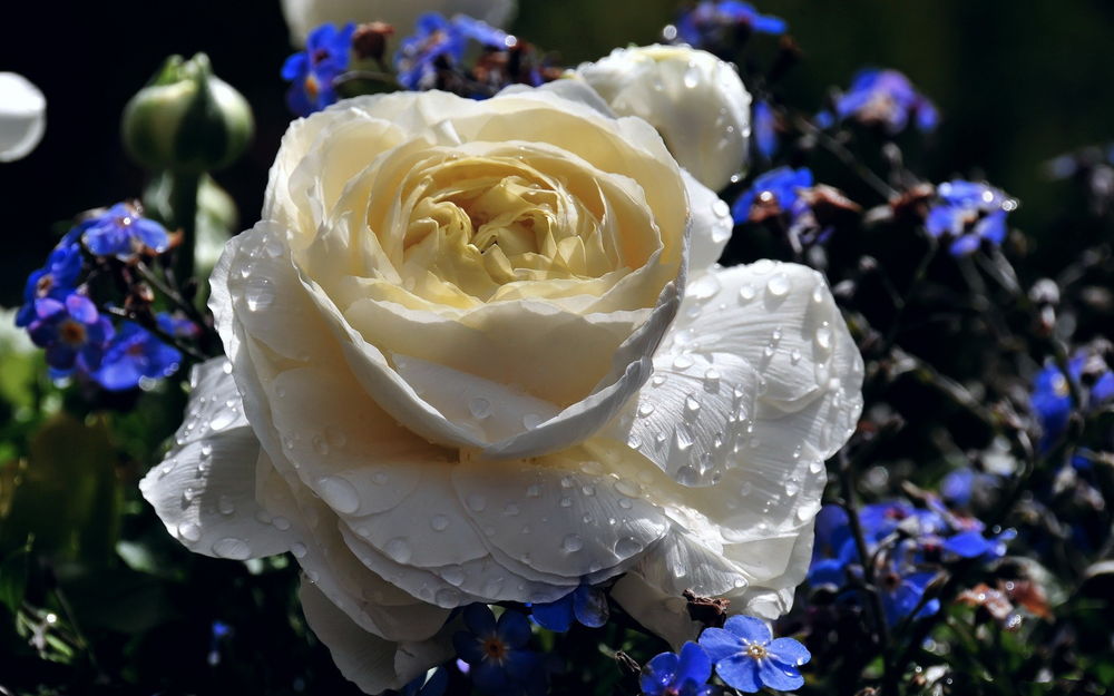Обои для рабочего стола Белый цветок ранункулюс и синие незабудки в капельках утренней росы