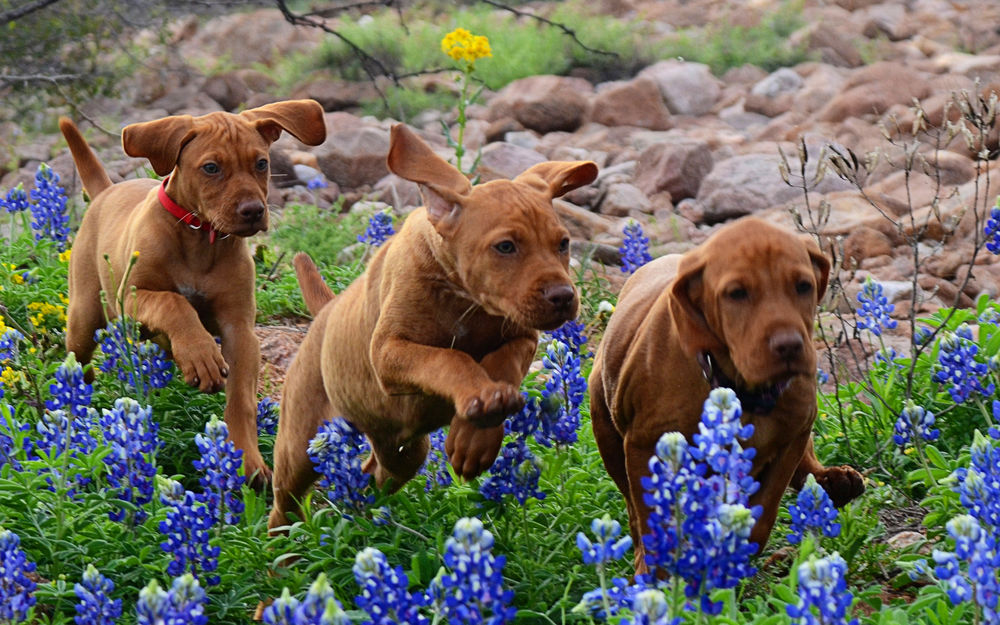 Обои для рабочего стола Три щенка венгерской выжелье, бегущие через поле с техасскими люпинами, штат Техас, США / Texas, USA