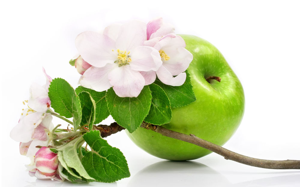 Обои для рабочего стола Веточка от цветущей весной яблони с находящимся рядом зеленым яблоком на белом фоне