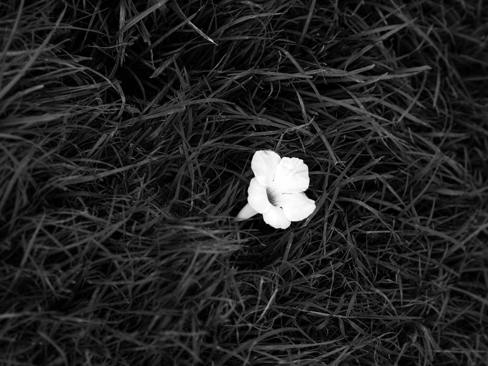 Обои для рабочего стола Белый цветок лежит в траве