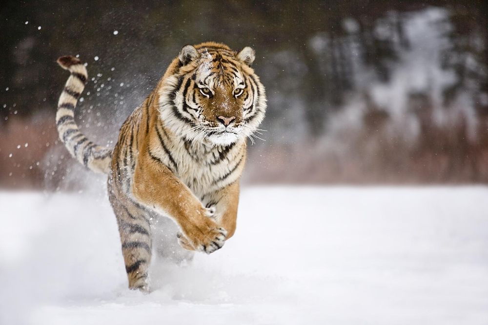 Тигр бежит по снегу обои