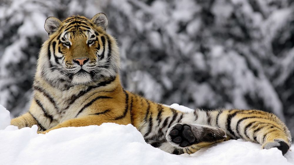 Обои для рабочего стола Тигр лежит на снегу, вглядываясь вдаль