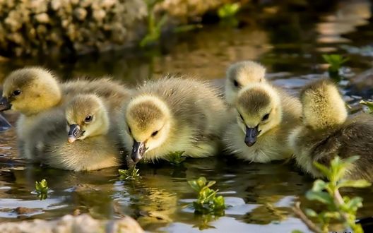 Обои на рабочий стол Маленькие гусята пьют воду в мелком водоеме