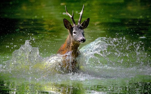 Обои на рабочий стол Олень барахтается в воде и в сторону летят брызги