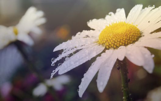 Обои на рабочий стол Ромашки в утренней росе