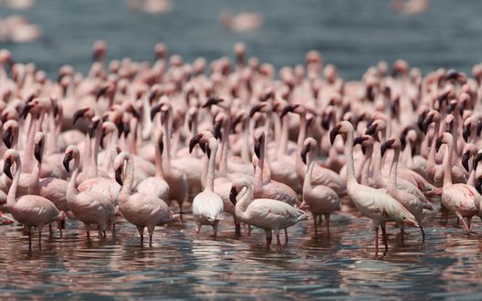 Обои на рабочий стол Стая фламинго стоят в воде