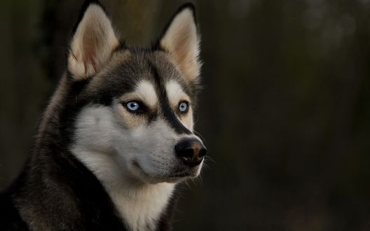 Обои на рабочий стол Собака породы хаски на черном фоне