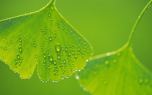 Обои на рабочий стол Капли воды на зеленых листьях