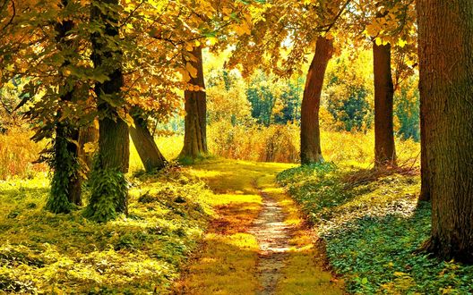 Обои на рабочий стол Грунтовая дорога в желтом осеннем лесу