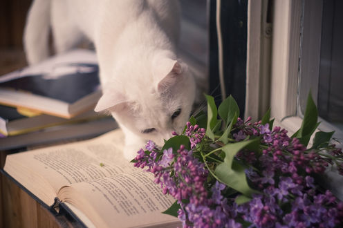 Обои на рабочий стол Белый кот нюхает сирень, лежащую на раскрытой книге