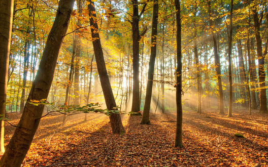 Обои на рабочий стол Солнечные лучи освещают осенний лес