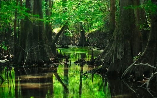 Обои на рабочий стол Могучие корневища деревьев, стоящие в воде лесной речки с отражением в спокойной водной глади ярко-зеленой листвы деревьев
