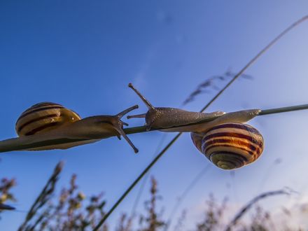 Обои на рабочий стол Две улитки ползут по стволу травы друг к другу