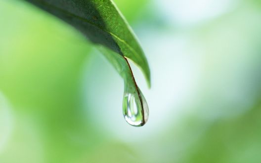 Обои на рабочий стол Капля воды свисает с зеленого листка