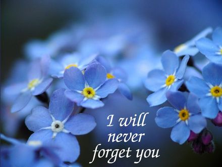Обои на рабочий стол На фоне с нежными незабудками надпись (I will never forget you / Я никогда тебя не забуду)