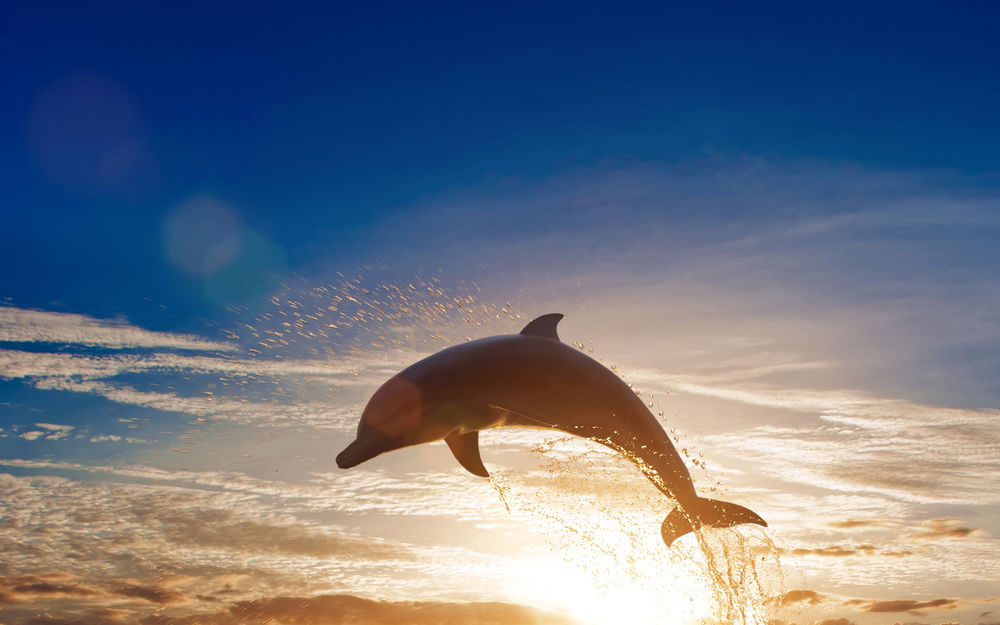 Обои для рабочего стола Дельфин выпрыгивает из воды на фоне солнца