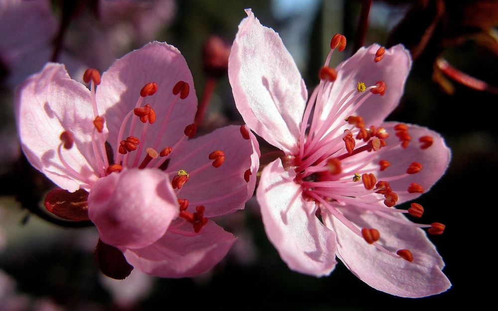 Обои для рабочего стола Розовое цветение вишни