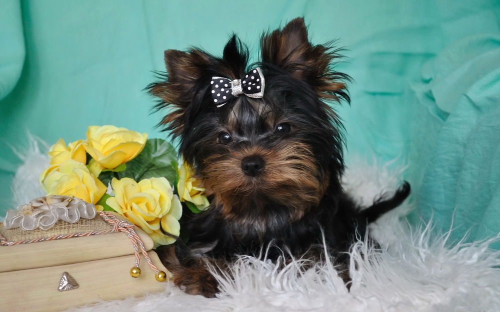 Обои для рабочего стола Йоркширский терьер / Yorkshire terrier с бабочкой на голове, сидящий возле шкатулки с бижутерией и с букетом желтых роз на фоне лазурной драпировки
