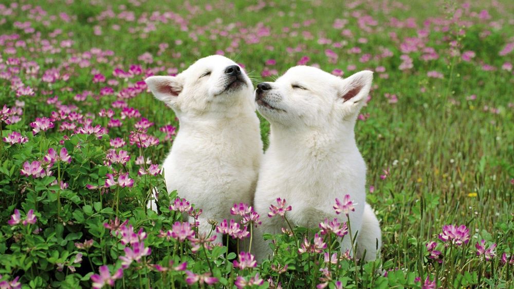 Обои для рабочего стола Две белые собаки на траве среди розовых цветов