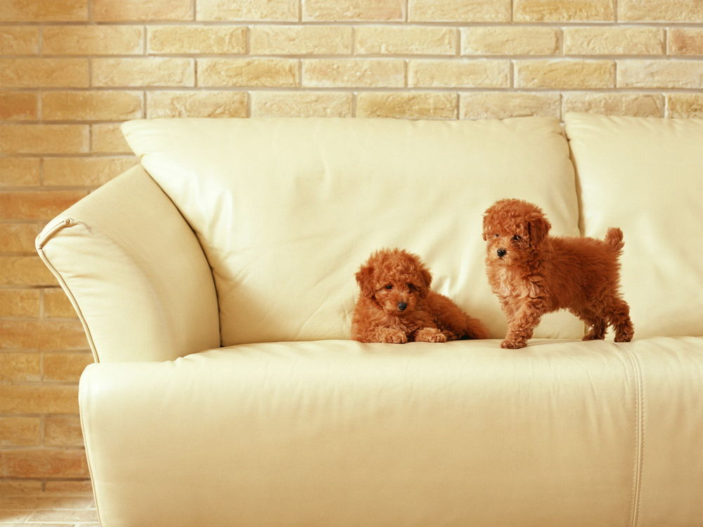 Обои для рабочего стола Две рыжие собаки на светлом кожаном диване на фоне кирпичной стены