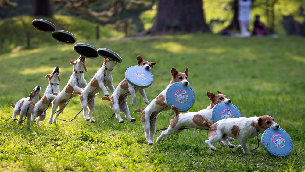 Обои для рабочего стола Покадровая съемка прыжка собаки ловящей тарелку при игре во Фрисби на зеленой траве