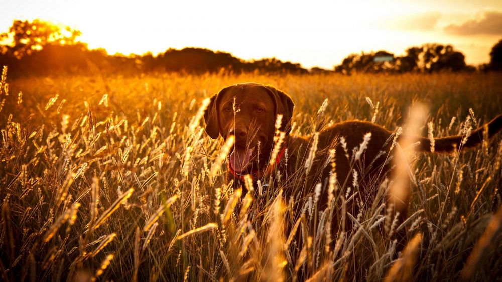 Обои для рабочего стола Собака стоящая в поле высунула язык на фоне заката