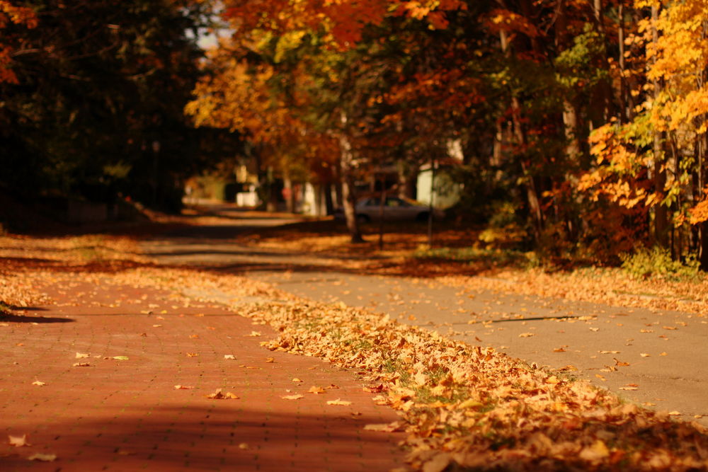 Обои для рабочего стола Осенние листья на дороге среди деревьев