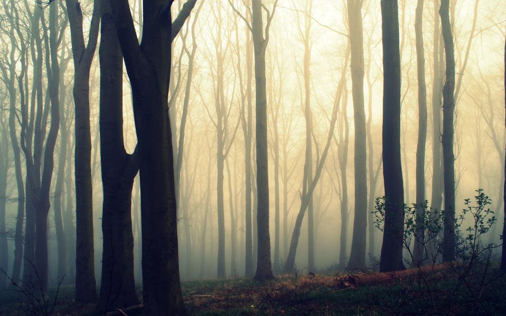 голый лес фото