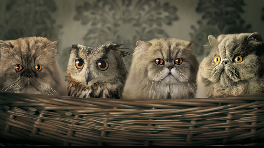 Обои для рабочего стола Сова сидит в корзинке вместе с тремя котятами