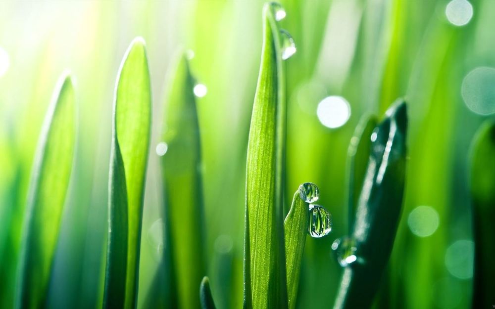Обои для рабочего стола Капли воды на зеленых травинках