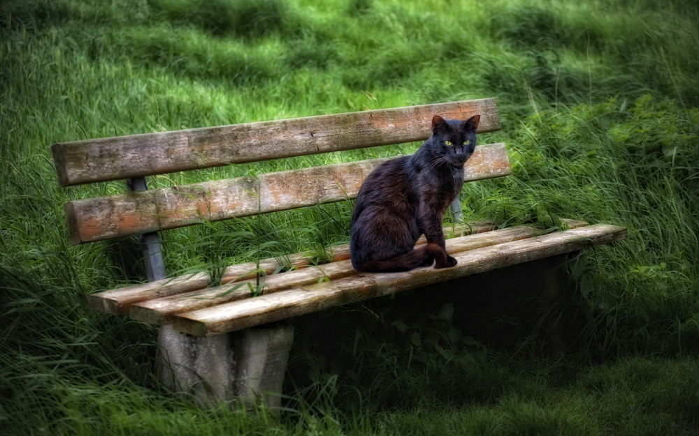 Обои для рабочего стола Черная кошка сидит на скамейке, стоящей в траве