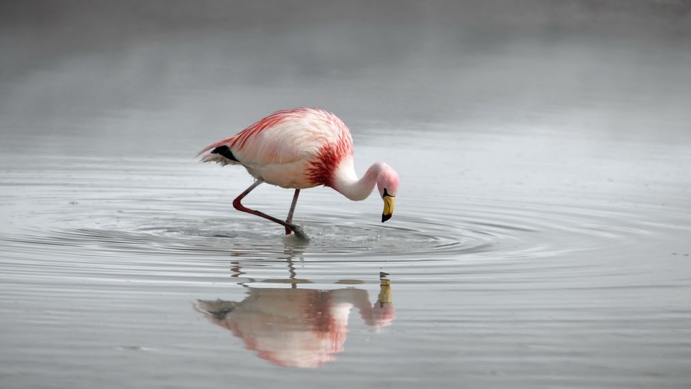 Обои для рабочего стола Птица фламинго стоящая в воде