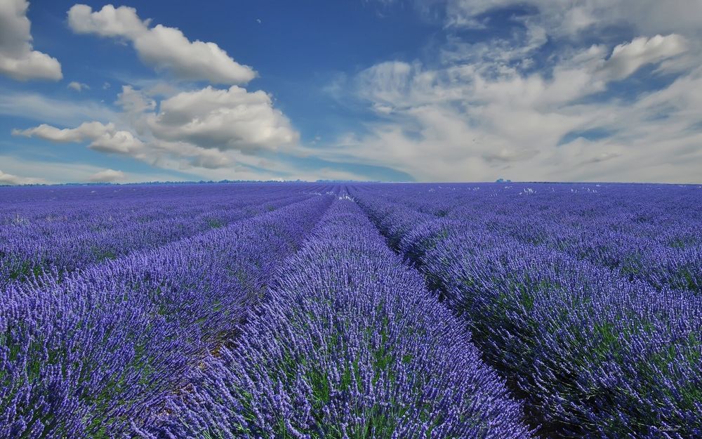 Обои для рабочего стола Лавандовое поле, Прованс, Франция / Provence, France