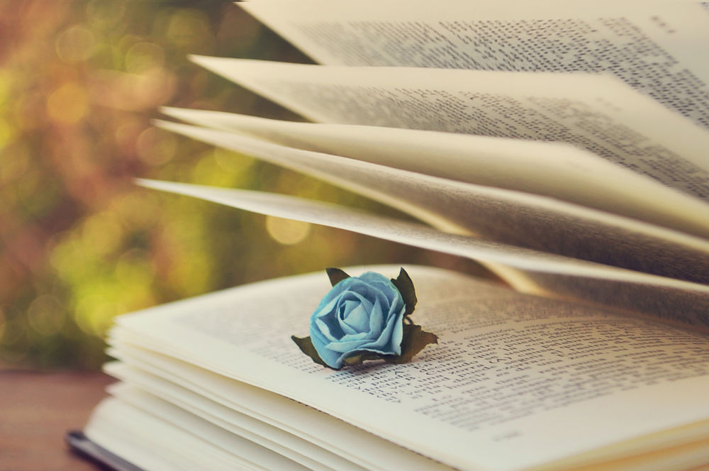 Обои для рабочего стола Искусственная голубая роза лежит на раскрытой книге