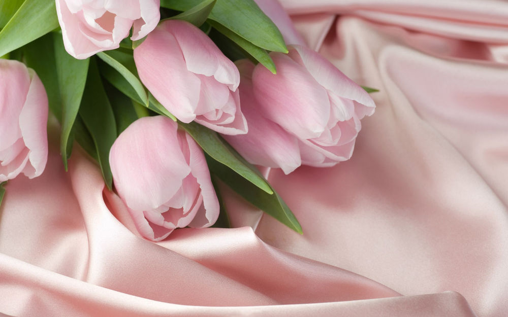 Обои для рабочего стола Розовые тюльпаны на розовом шелке