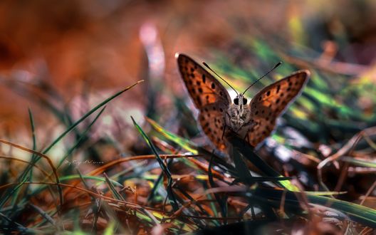 Обои на рабочий стол Бабочка, сидящая на стебле травы