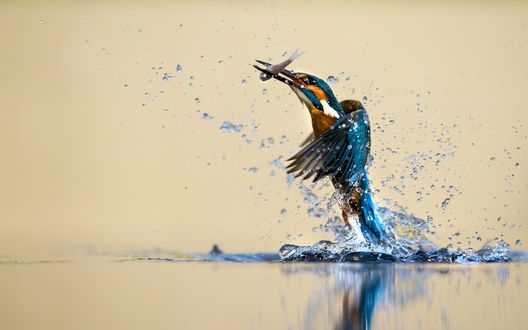 Обои на рабочий стол Птица зимородок поймала рыбу, вокруг капли воды